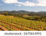 A plot of Clos Servien vines perched atop a hill in the Massif des Maures, overlooking the vineyards of Val de Gilly. Located in Grimaud, in the Var department of Provence, France, Europe.