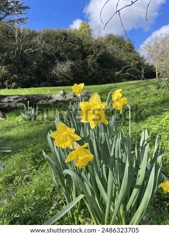 Plot of dandelions peaking through the grass at the start of Spring time in Wales ready for St David's Day and St Dwynwen's Day celebrations