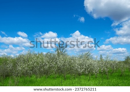 A plot of forest-steppe with blooming wild cherry and blackthorn. The type of biocenosis is close to natural, primal steppe. Rostov region, Russia