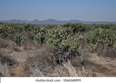 Plot full of nopal bushes, with the mountains in the background