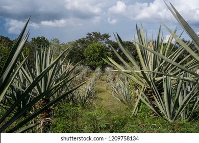 Plot Of Henequen Plant
