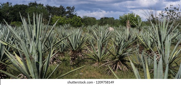 Plot Of Henequen Plant
