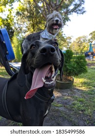 Plot Hound Smiles With Tongue Hanging Out