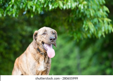 Plott Hound