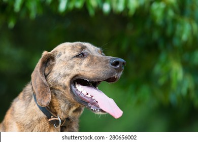 Plott Hound