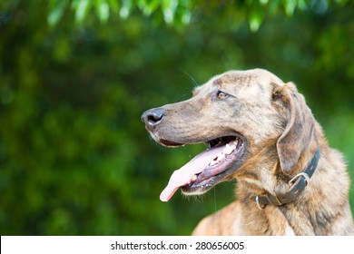 Plott Hound