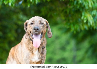 Plott Hound