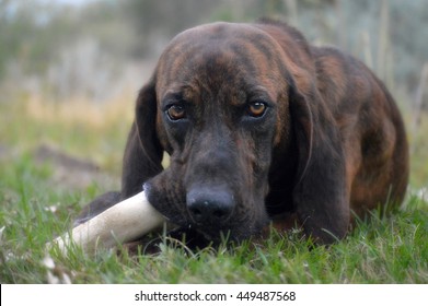 Plott Hound Chewing A Bone