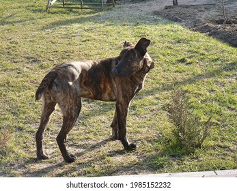 Plott Hound Cur Mix Dog