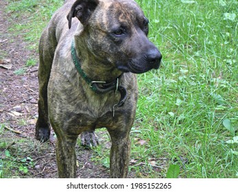 Plott Hound Cur Mix Dog