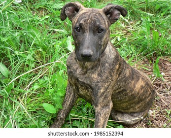 Plott Hound Cur Mix Dog