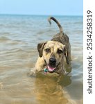 Plott Hound Dog outside in water