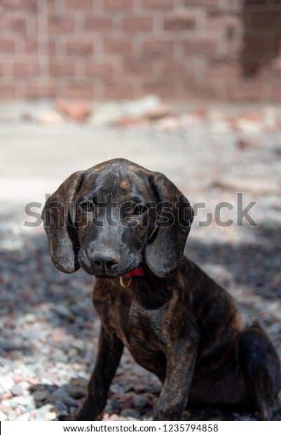 plott hound puppy