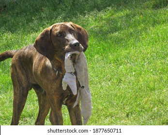 Plott Hound Dog With Toy