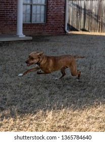 Plott Hound Running