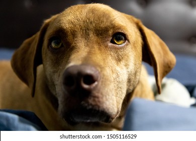 Plott Hound Staring At Me