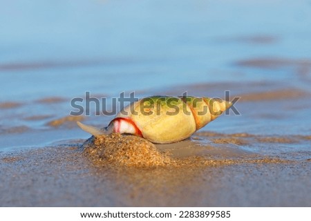 Plough snail (Bulliua digitalis), a species of sea snail, on the beach, South Africa 
