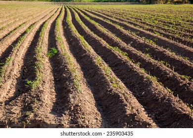 ploughed soil high raised style. Do it for defend cassava rot from drown water and boost productivity.