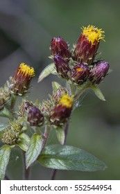 Ploughman's Spikenard - Inula Conyza
Small Flowered Composite