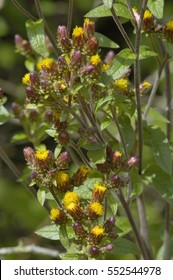 Ploughman's Spikenard - Inula Conyza
Small Flowered Composite