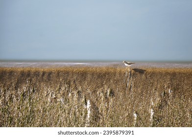 Plover bird on the edge of dam barrier  - Shutterstock ID 2395879391
