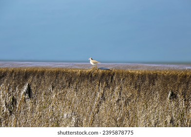 Plover bird walking on the edge of dam barrier  - Shutterstock ID 2395878775