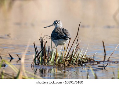 A Plover In A Marsh In Georgian Bay, Ontario