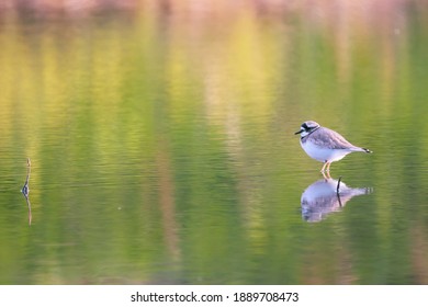 a plover in the river
