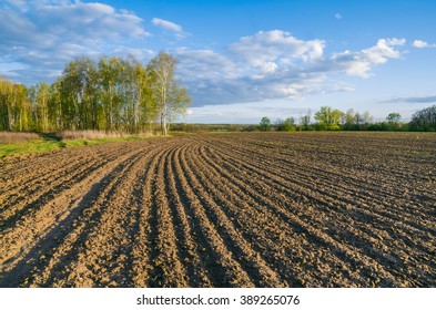 Plowed Field