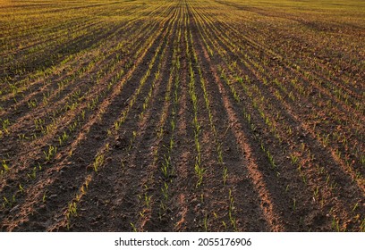 Plowed Field After Harvest, Top View. Sowing Seeds On A Plantation Near The Farm. Farm And Agricultural Concept. Out Of Focus, Possible Granularity, Motion Blur. Sharpening Noise

