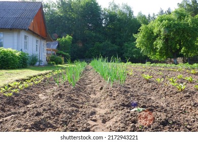 A plowed field near a house in the village. Deep furrows on which onions, potatoes, beets grow. Cultivated field, agricultural crops.