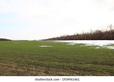 Plowed Field With A Small Winter Wheat Sprouts And Snow