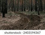 plowed land in a pine forest, homemade protection from a grassroots fire. A long hole in the forest