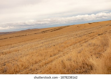The plowed wheat yellow field on a cloudy day