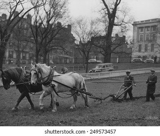 Plowing Boston Common For The Victory Garden Program During World War 2. March 11, 1944.