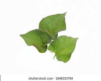 Plu Kaow leaf (Houttuynia cordata Thunb.) isolated on white background.top view, flat lay