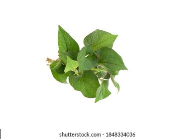 Plu Kaow leaf (Houttuynia cordata Thunb.) isolated on white background.