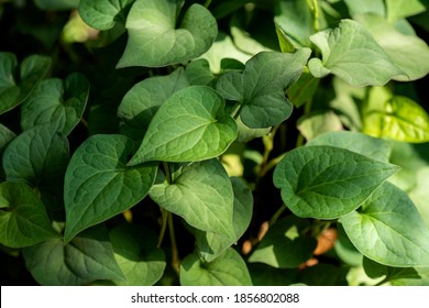 Plu Kaow leaves (Houttuynia cordata Thunb.) isolated on natural background.