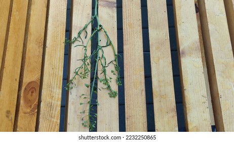 A plucked green plant on a bench. On a street bench made of straight, even wooden bars, which are painted yellow, lies a recently plucked plant with green leaves and unopened flowers. - Shutterstock ID 2232250865