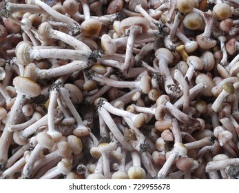 Plucked mushrooms in a bunch - Shutterstock ID 729955678