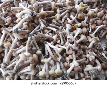Plucked mushrooms in a bunch - Shutterstock ID 729955687