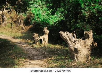 A plucking post is a raised structure such as a tree stump which is used regularly by a bird of prey to dismember its prey।