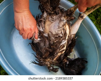 Plucking Of Slaughter Chicken With Dark Feathers.