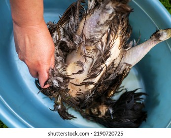 Plucking Of Slaughter Chicken With Dark Feathers.