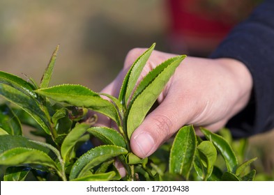 Plucking Tea Leaf By Hand