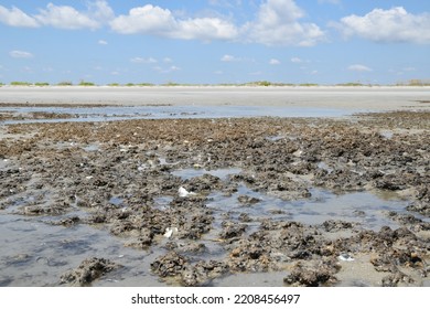 Pluff Mud Marsh Mud Light Brown Stock Photo 2208456497 