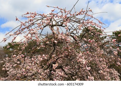 plum