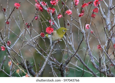 梅 鶯 の写真素材 画像 写真 Shutterstock 梅 鶯 の写真素材 画像 写真 Shutterstock