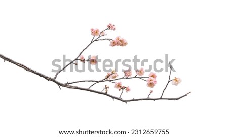 plum blooming flowers isolated on white background