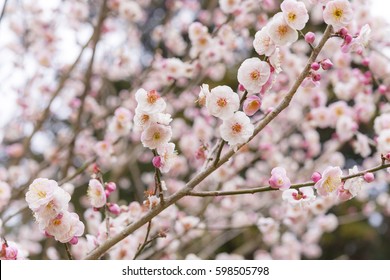 Plum Blossom